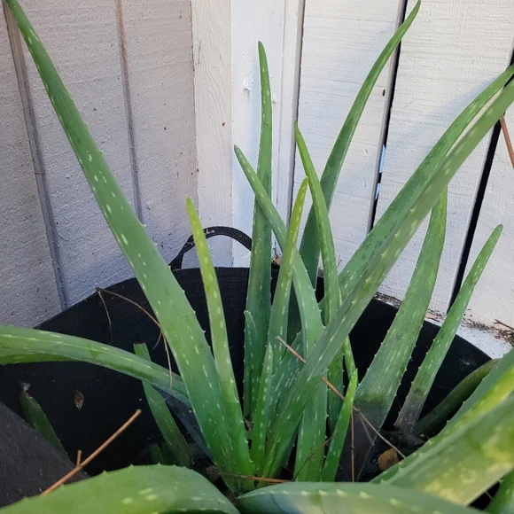 Aloe Vera Starter Plant Outdoor Indoor Home Grown Nature's Miracle Healing Gel - Picture 9 of 13